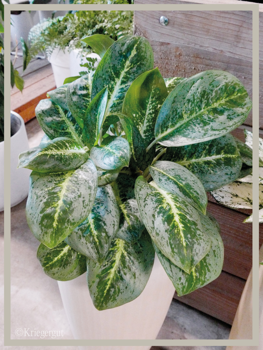 Aglaonema Lemon Mint