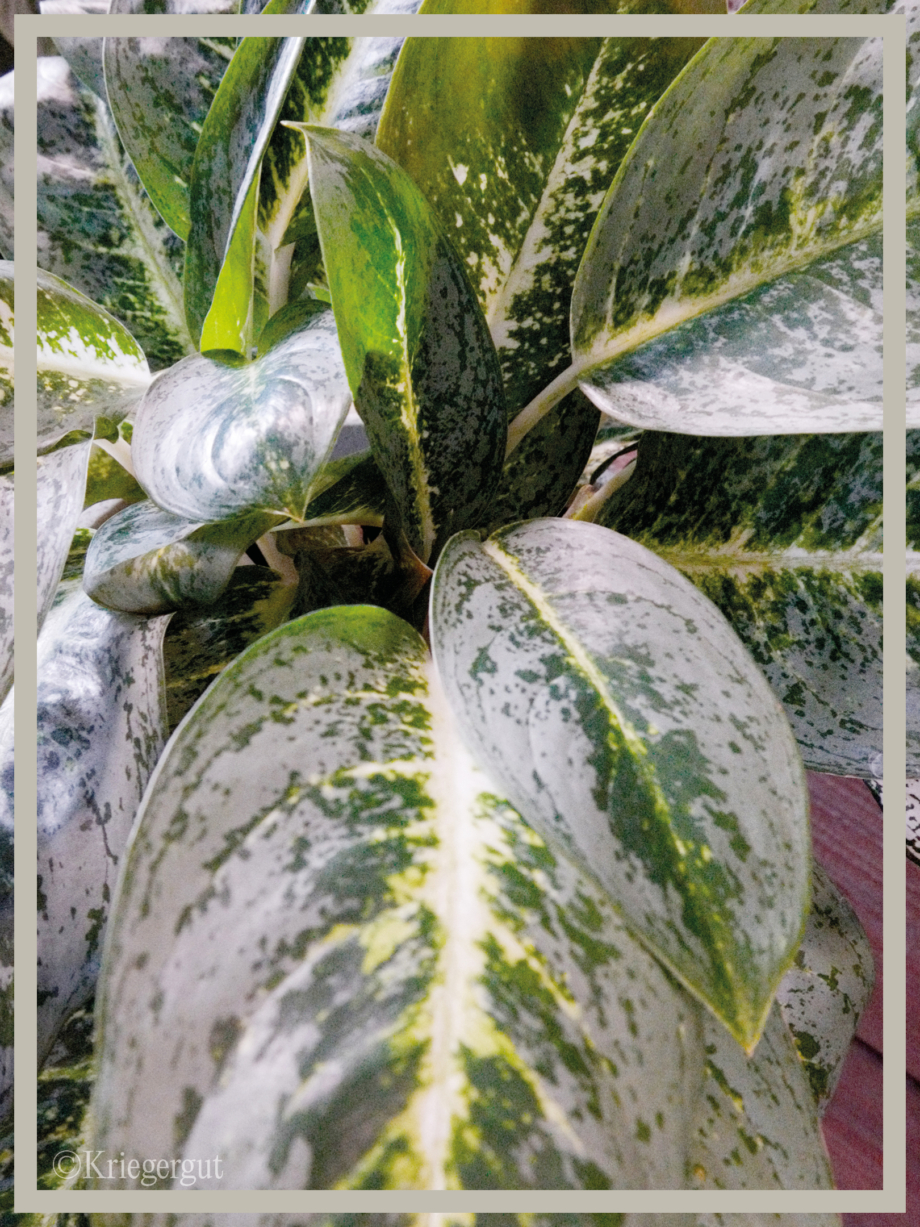 Aglaonema Lemon Mint2
