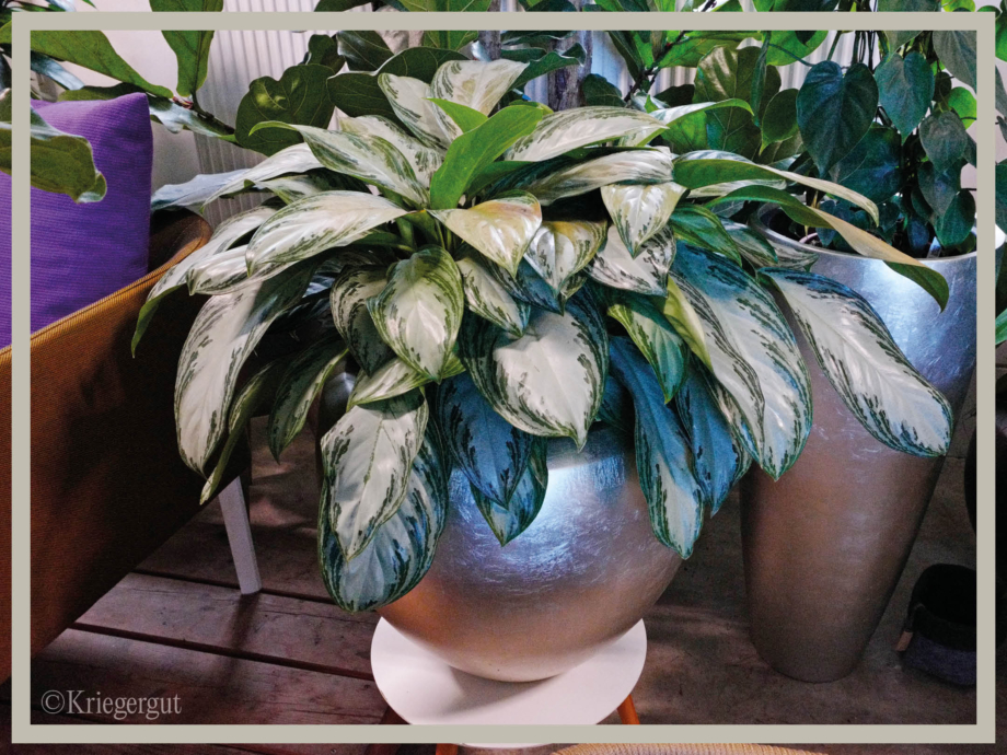 Aglaonema Silver Bay