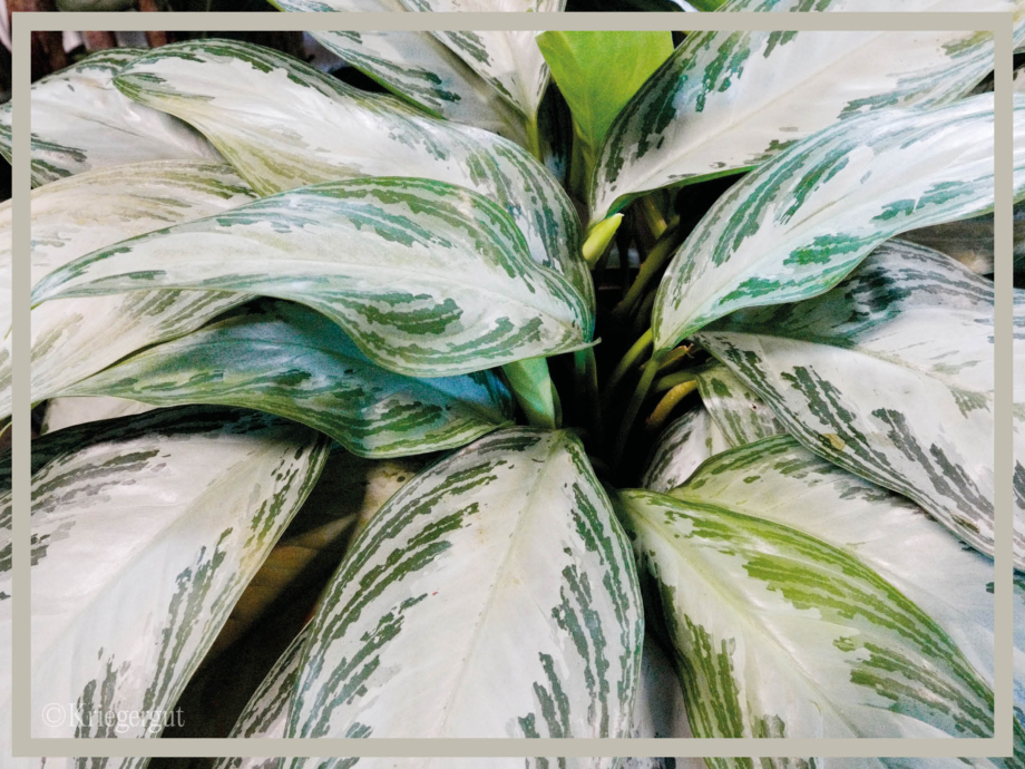 Aglaonema Silver Bay2