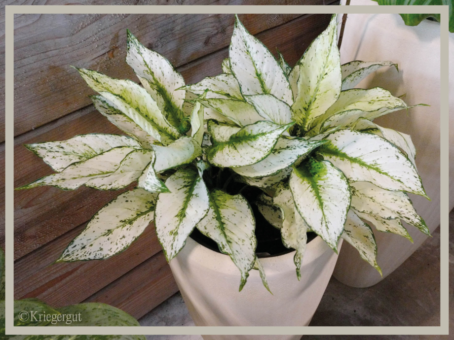 Aglaonema White Kiwi