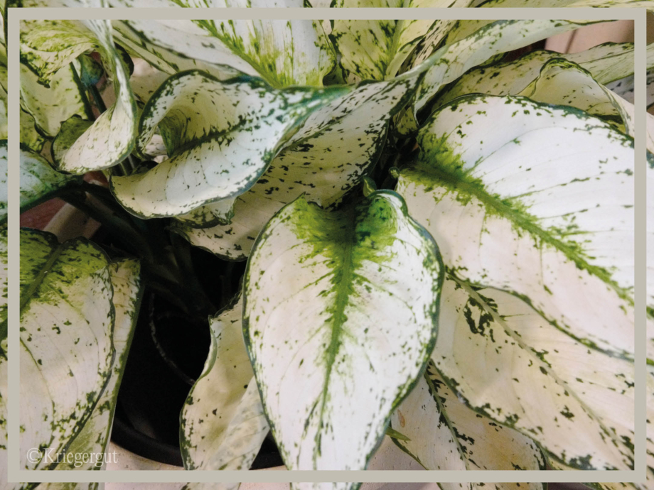 Aglaonema White Kiwi2