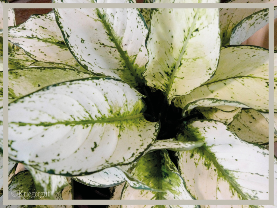 Aglaonema White Kiwi3