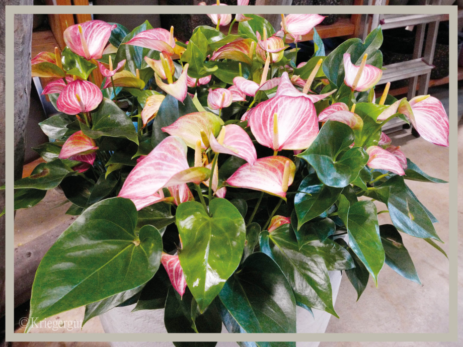 Anthurium Livium Red