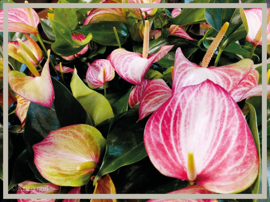 Anthurium Livium Red2