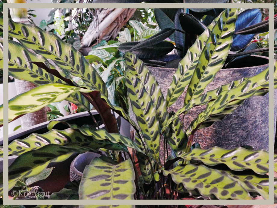 Calathea insignis3