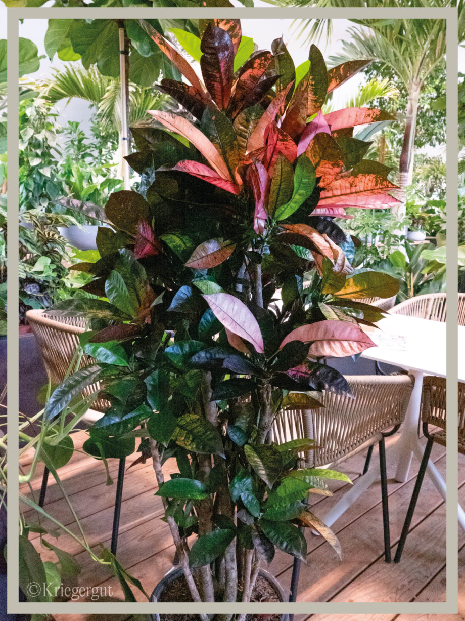 Codiaeum variegatum Mrs. Iceton