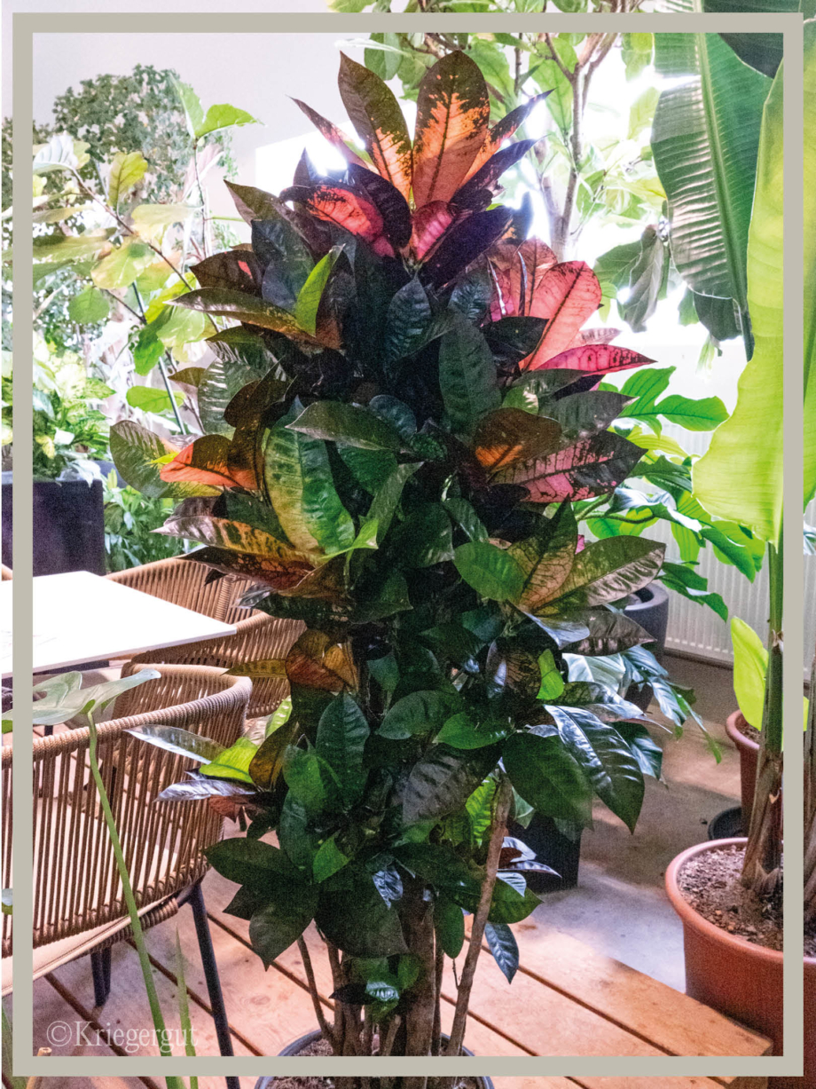 Codiaeum variegatum Mrs. Iceton2