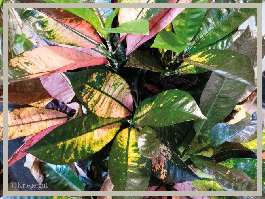 Codiaeum variegatum Mrs. Iceton3