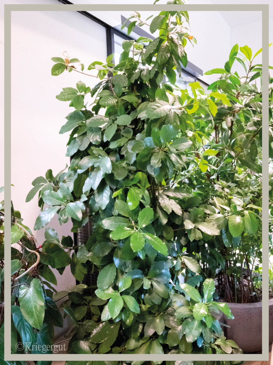 Corynocarpus laevigatus