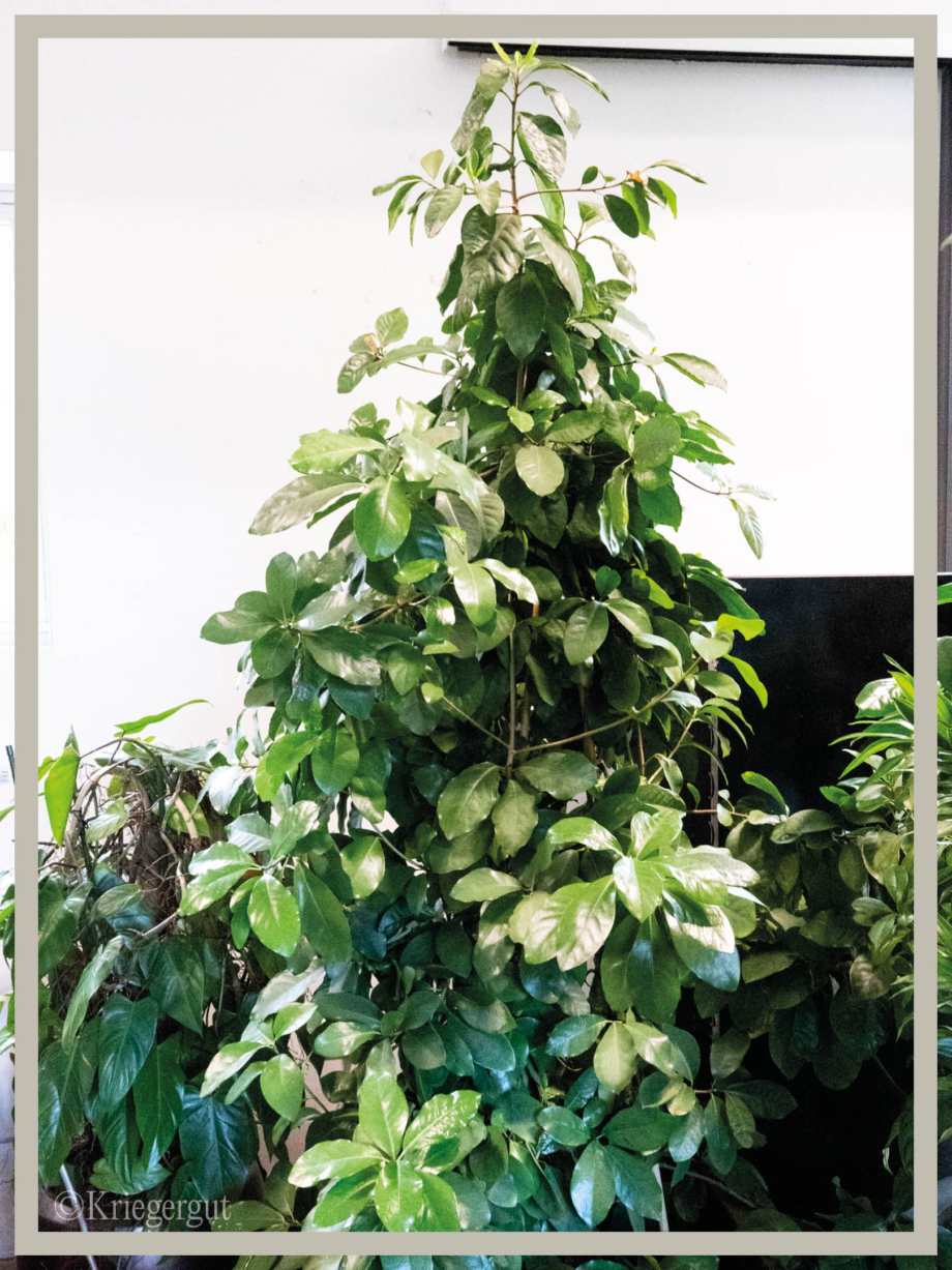 Corynocarpus laevigatus2