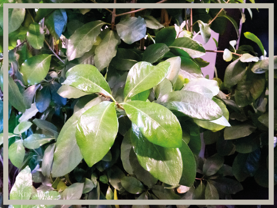 Corynocarpus laevigatus3