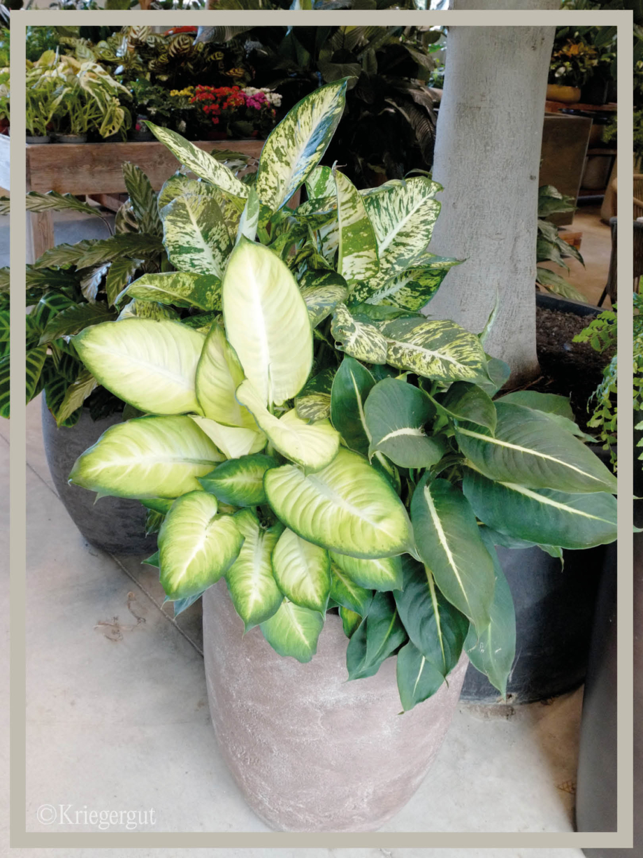 Dieffenbachia Mix