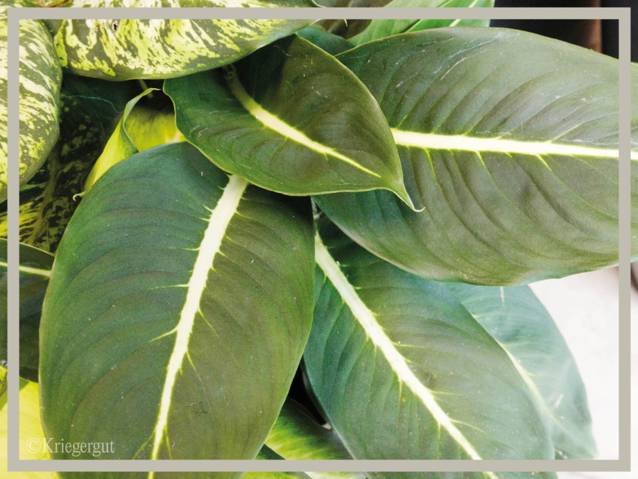 Dieffenbachia Mix3