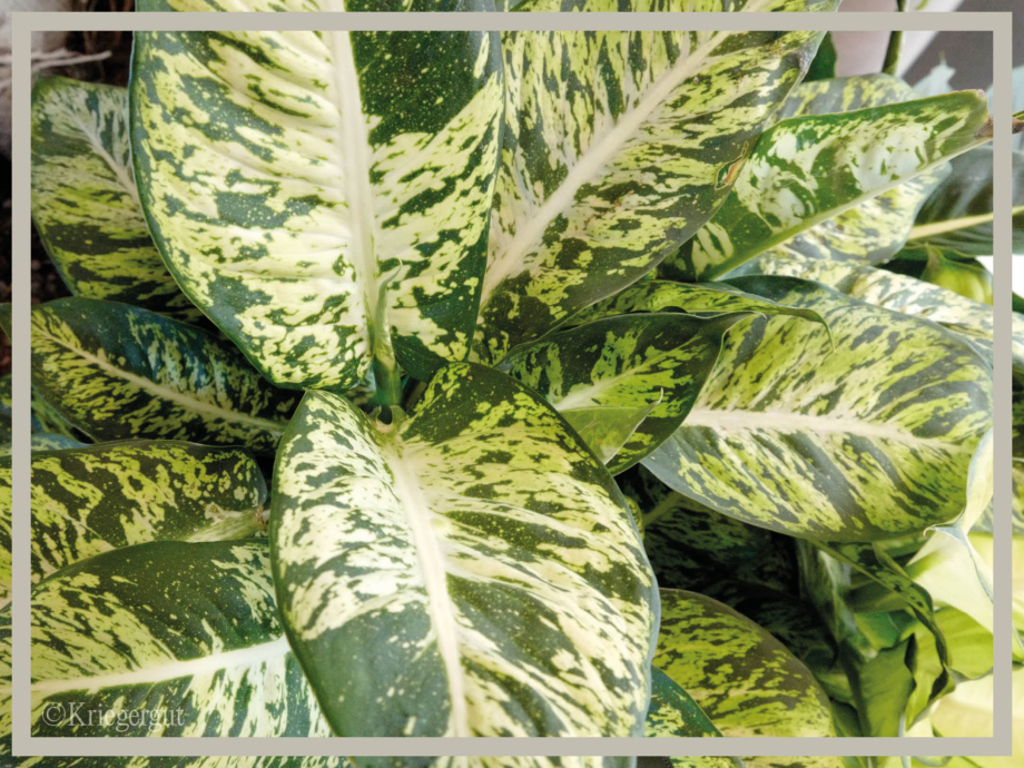 Dieffenbachia Sublime