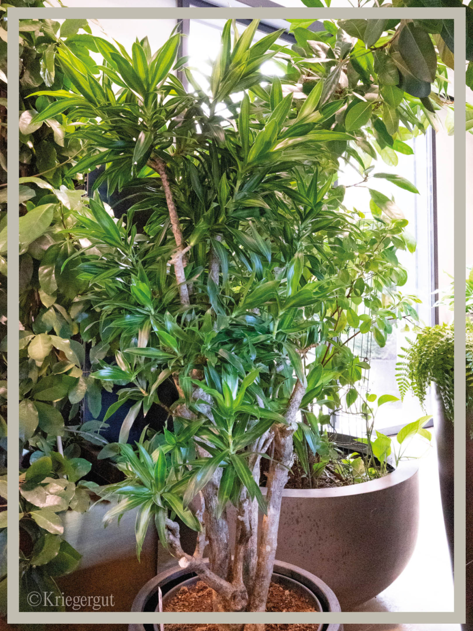 Dracaena reflexa Song of Jamaica