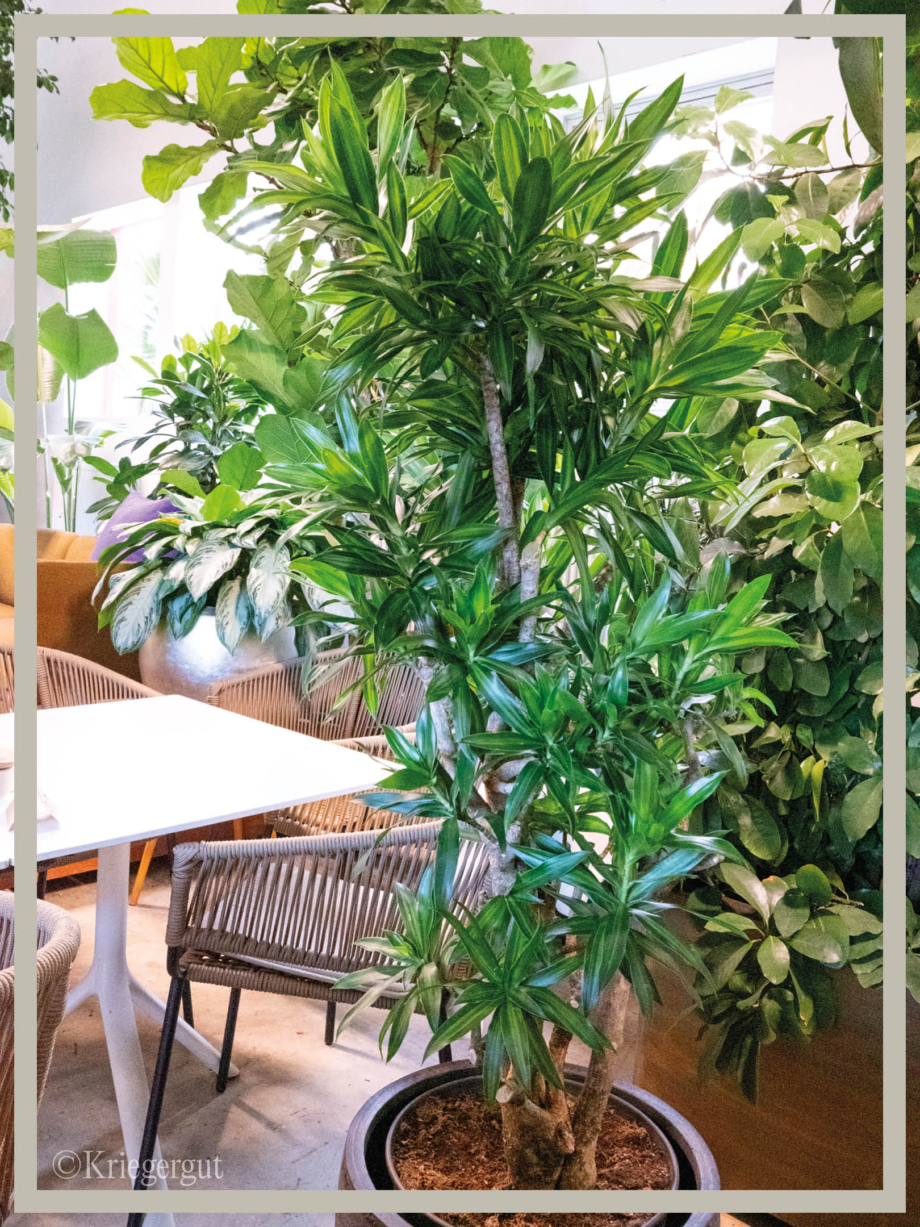 Dracaena reflexa Song of Jamaica2