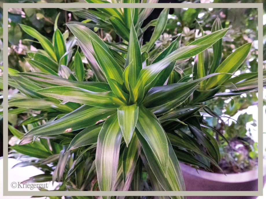 Dracaena reflexa Song of Jamaica3