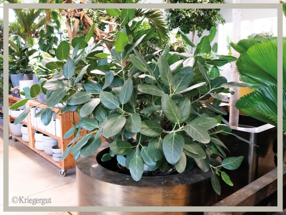 Ficus benghalensis2