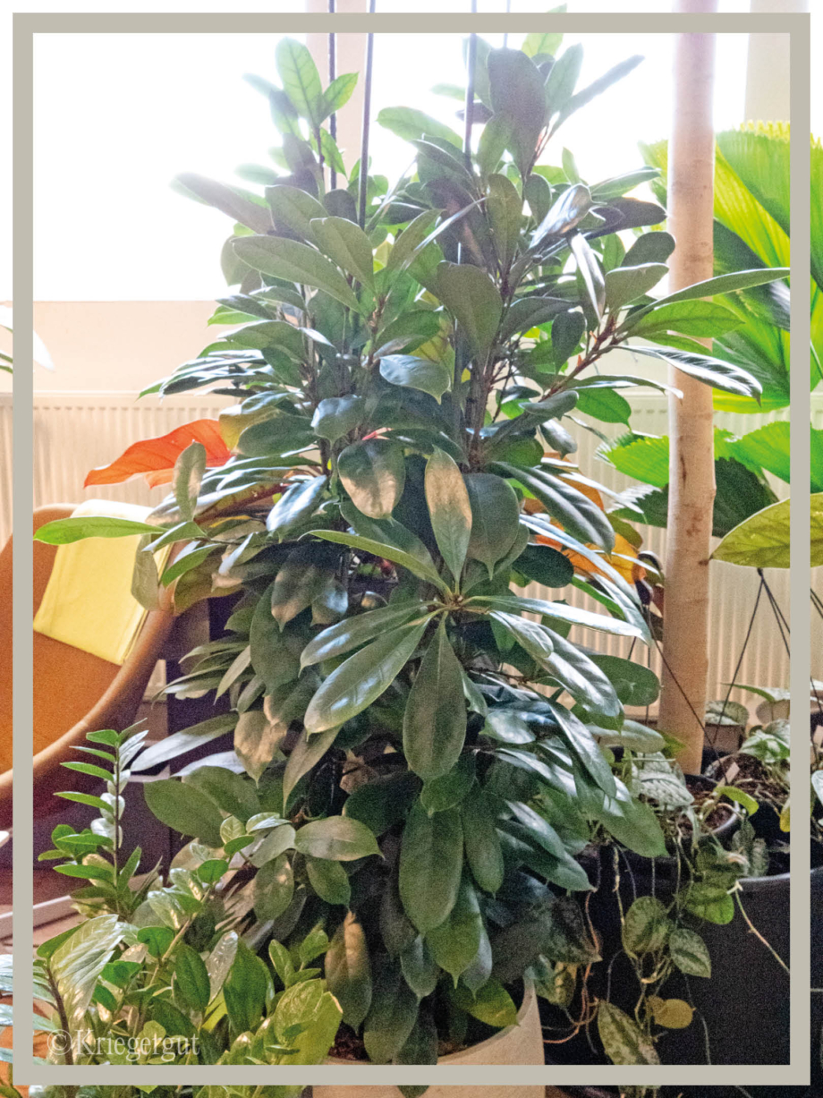 Ficus cyanthistipula