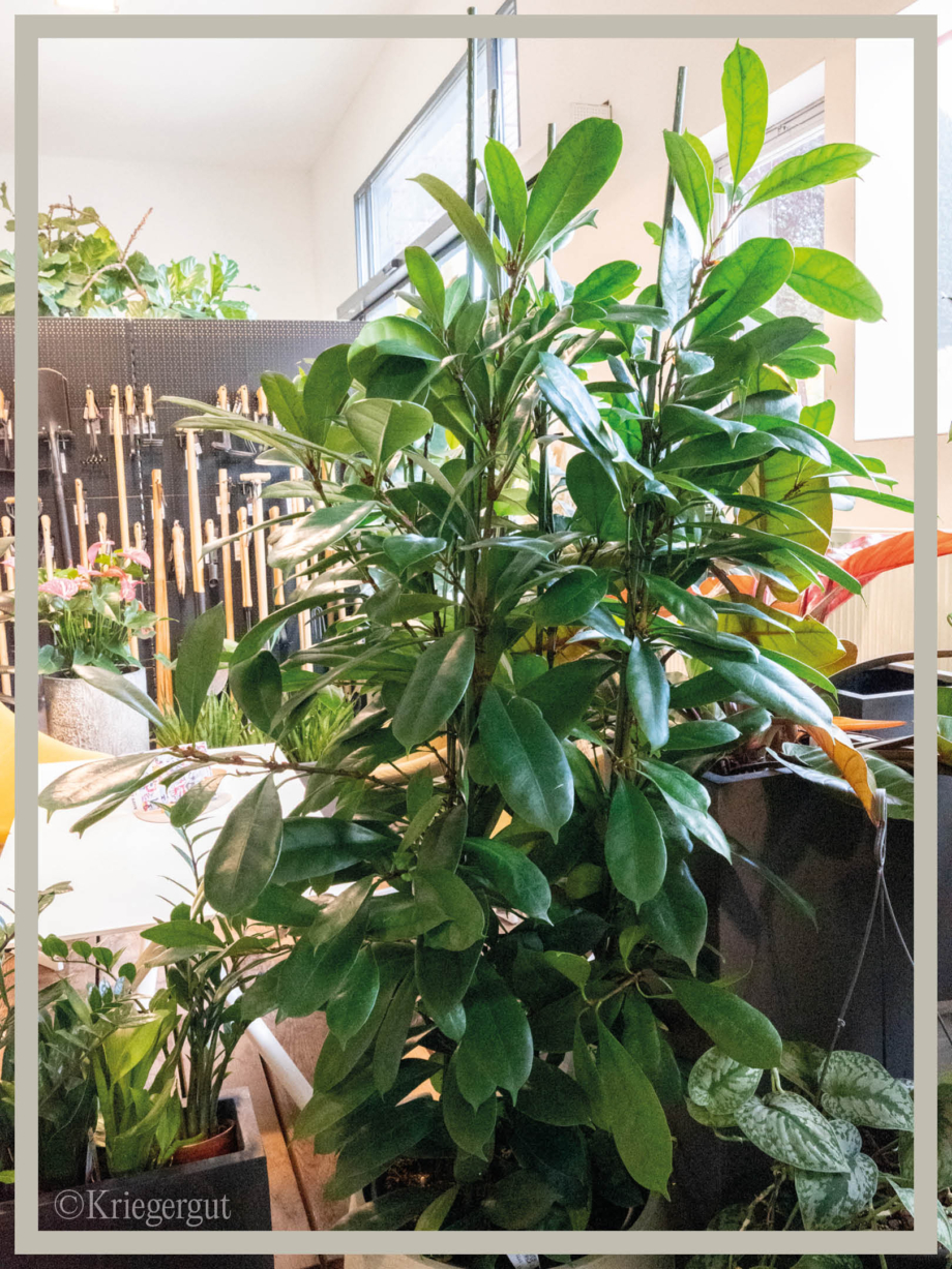 Ficus cyanthistipula2