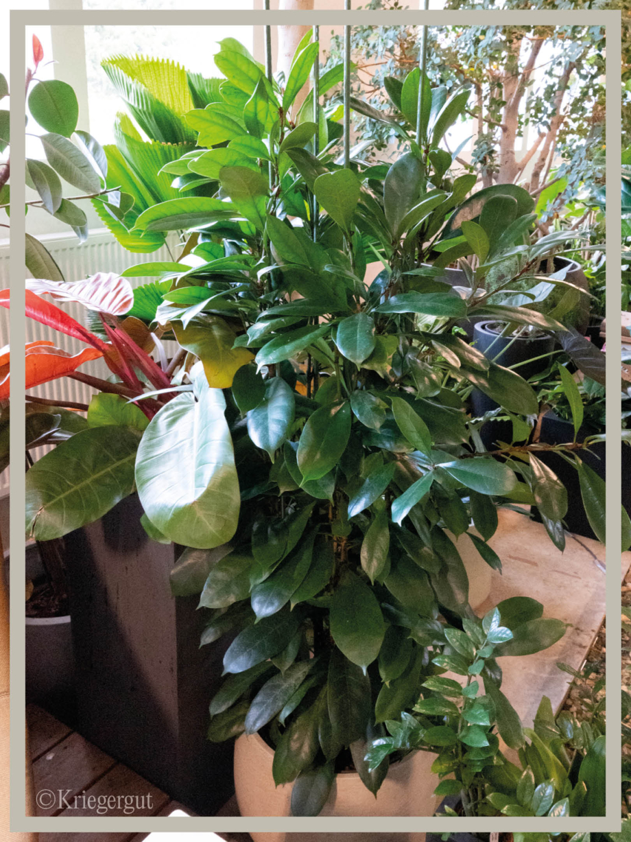 Ficus cyanthistipula3