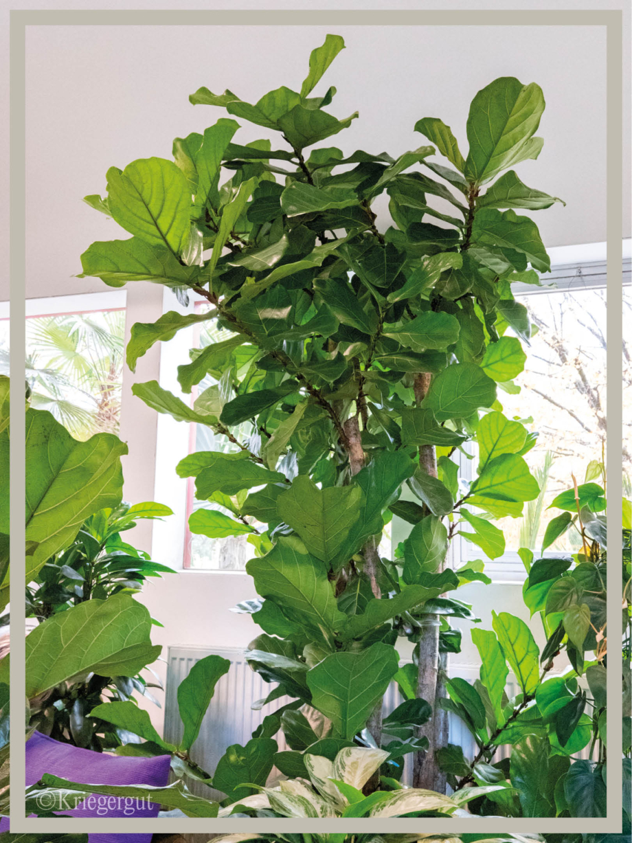 Ficus lyrata Mehrstämmig