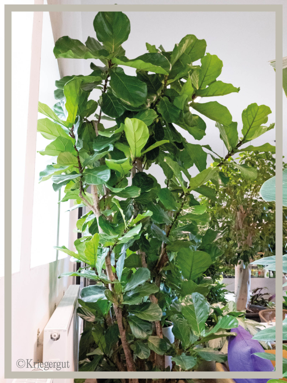 Ficus lyrata Mehrstämmig2