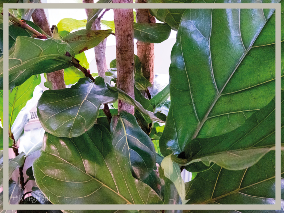 Ficus lyrata Mehrstämmig3