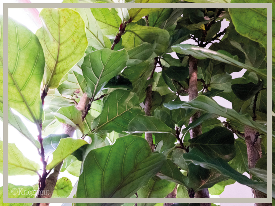 Ficus lyrata Mehrstämmig4