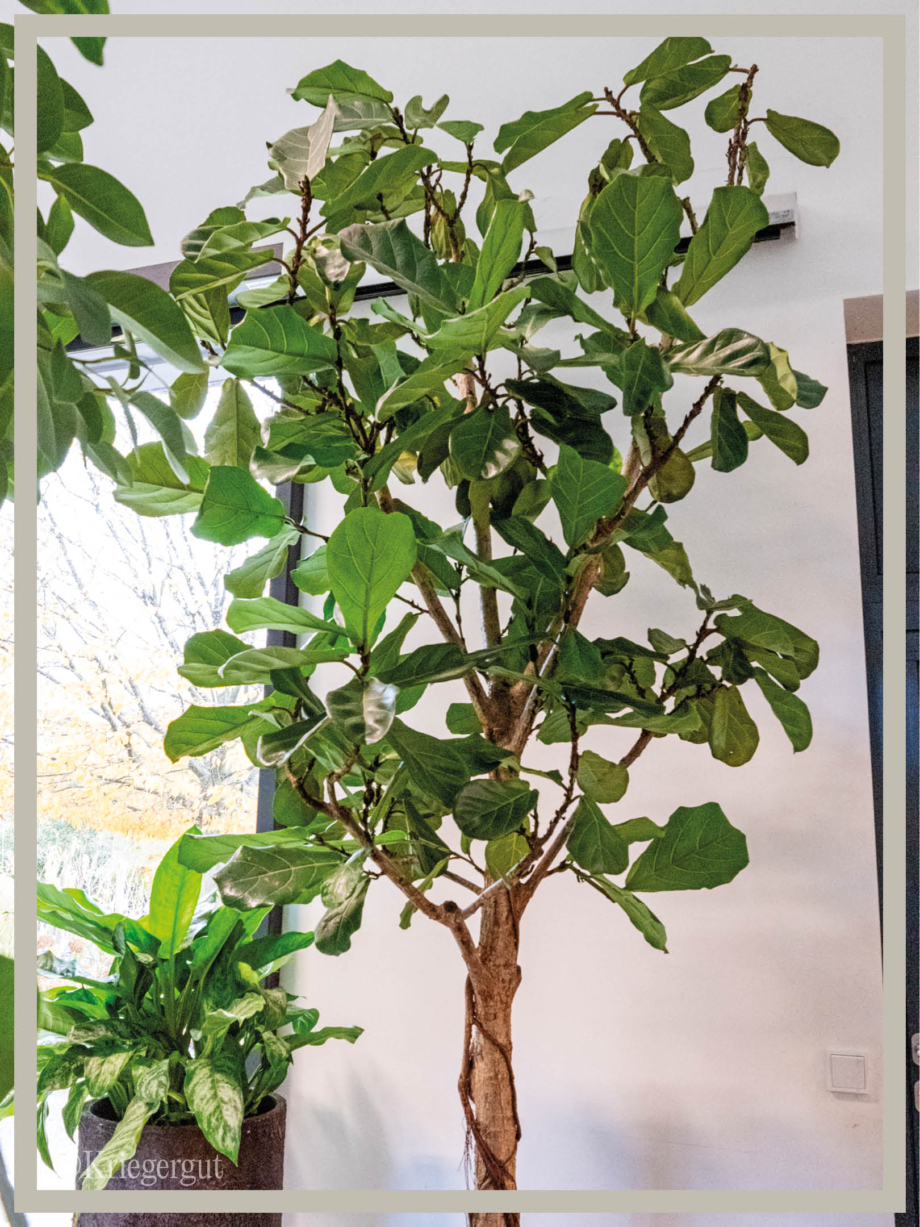 Ficus lyrata Solitär-Stamm