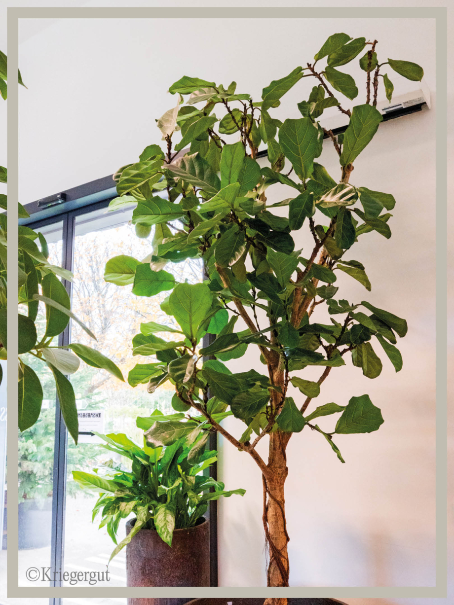 Ficus lyrata Solitär-Stamm2