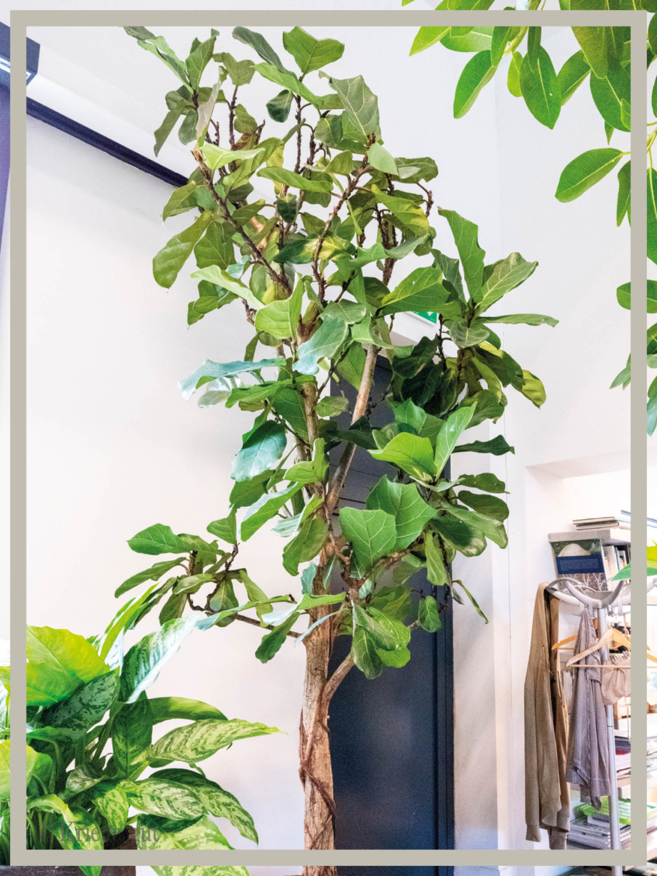 Ficus lyrata Solitär-Stamm3