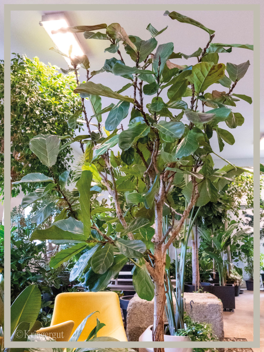 Ficus lyrata Stämmchen