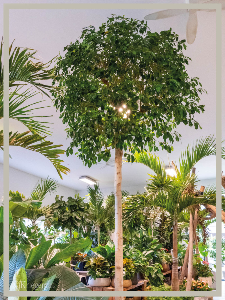 Ficus microcarpa Nitida