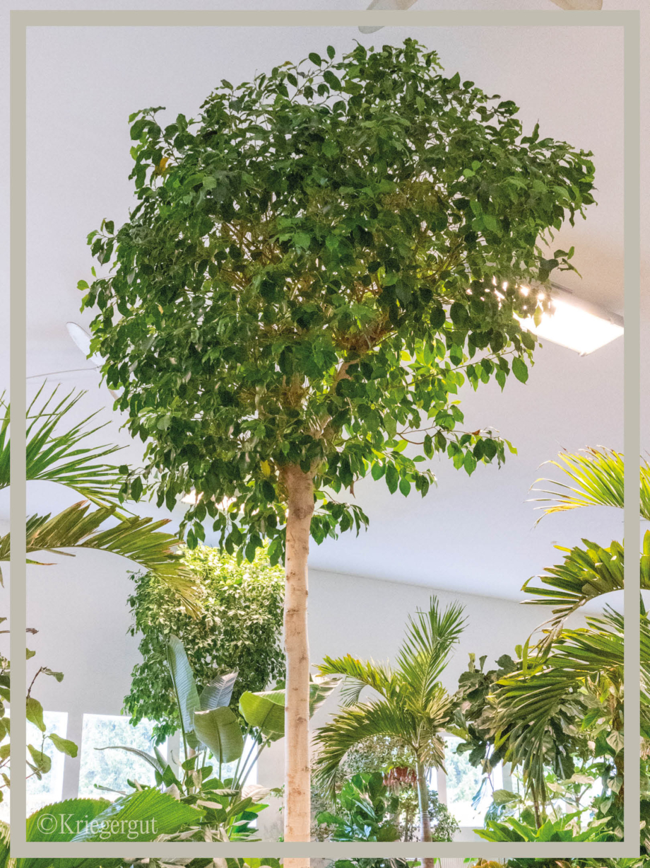 Ficus microcarpa Nitida2