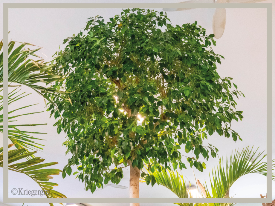 Ficus microcarpa Nitida3