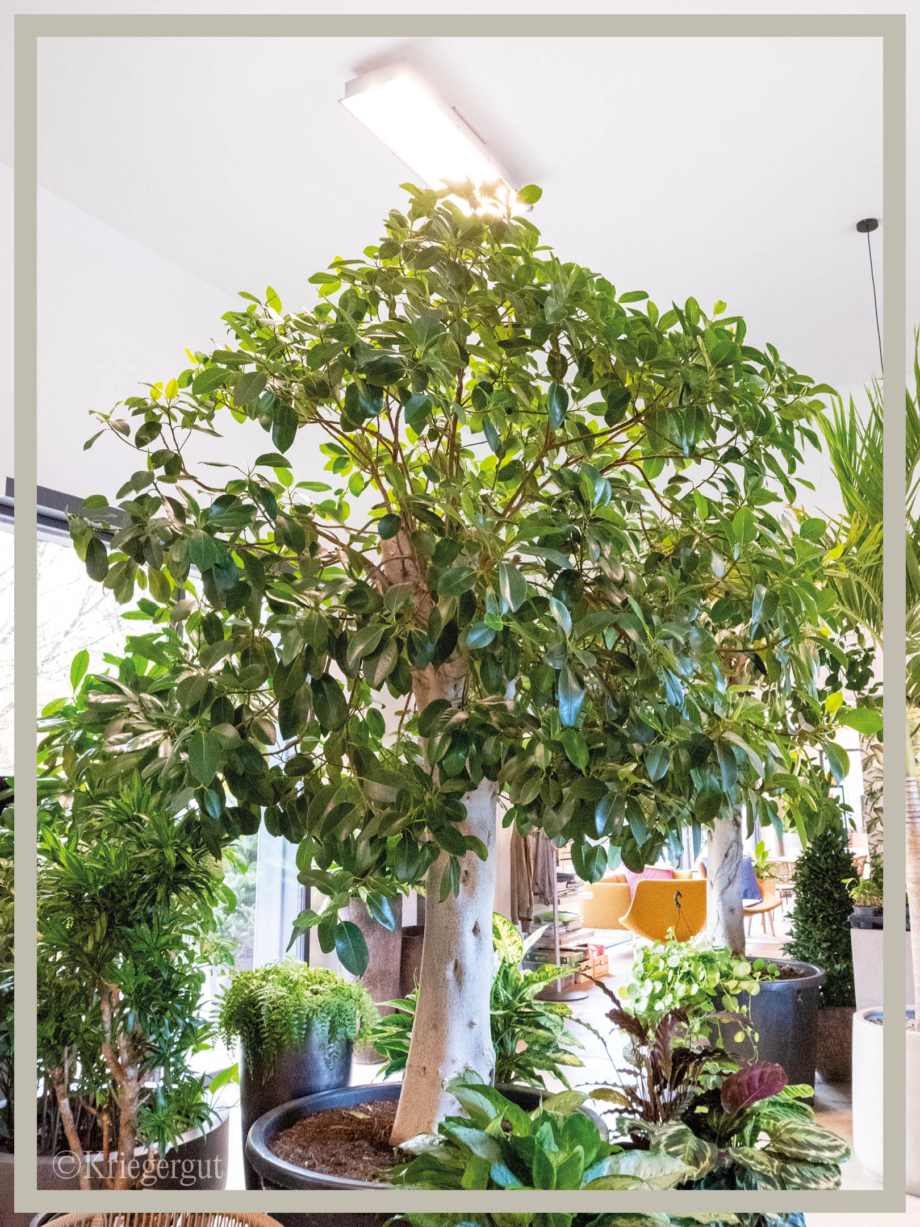 Ficus rubiginosa Australis