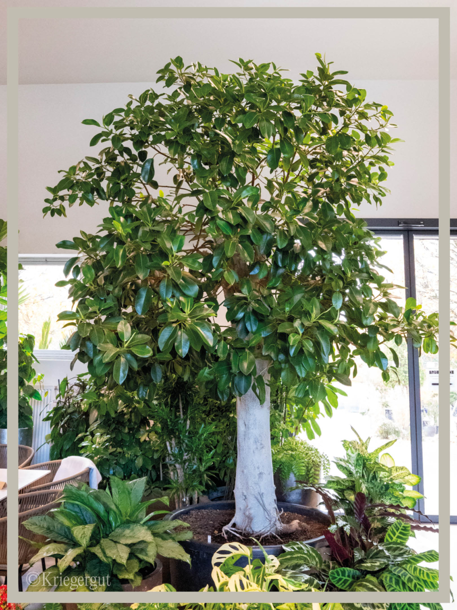 Ficus rubiginosa Australis2