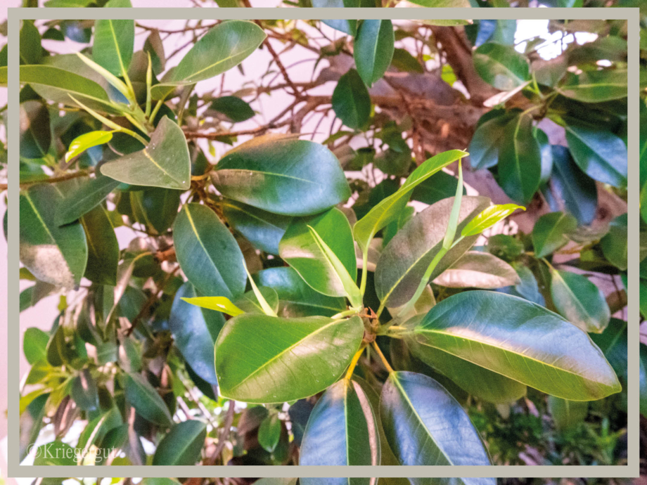 Ficus rubiginosa Australis3